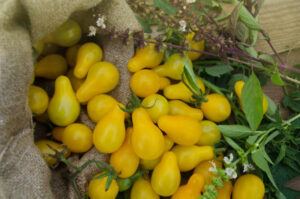 Pear tomato in a burlap bag. Yellow organic pear tomato